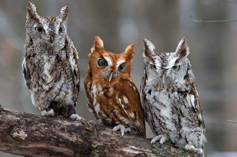 Red phase Eastern Screech Owl.
