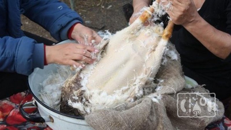 Машинка для ощипки гусей