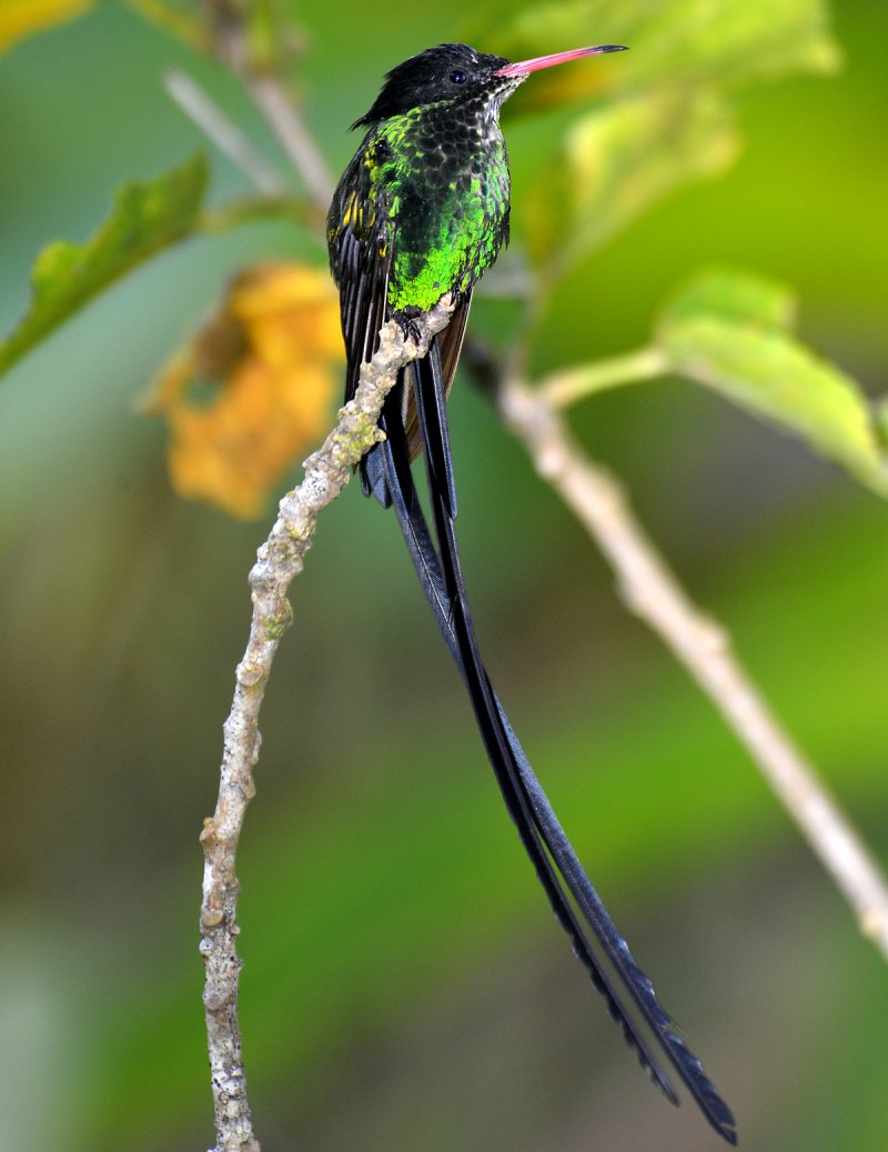 The Red billed Streamertail