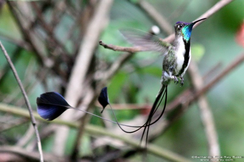 Семейство Колибри (trochilidae)