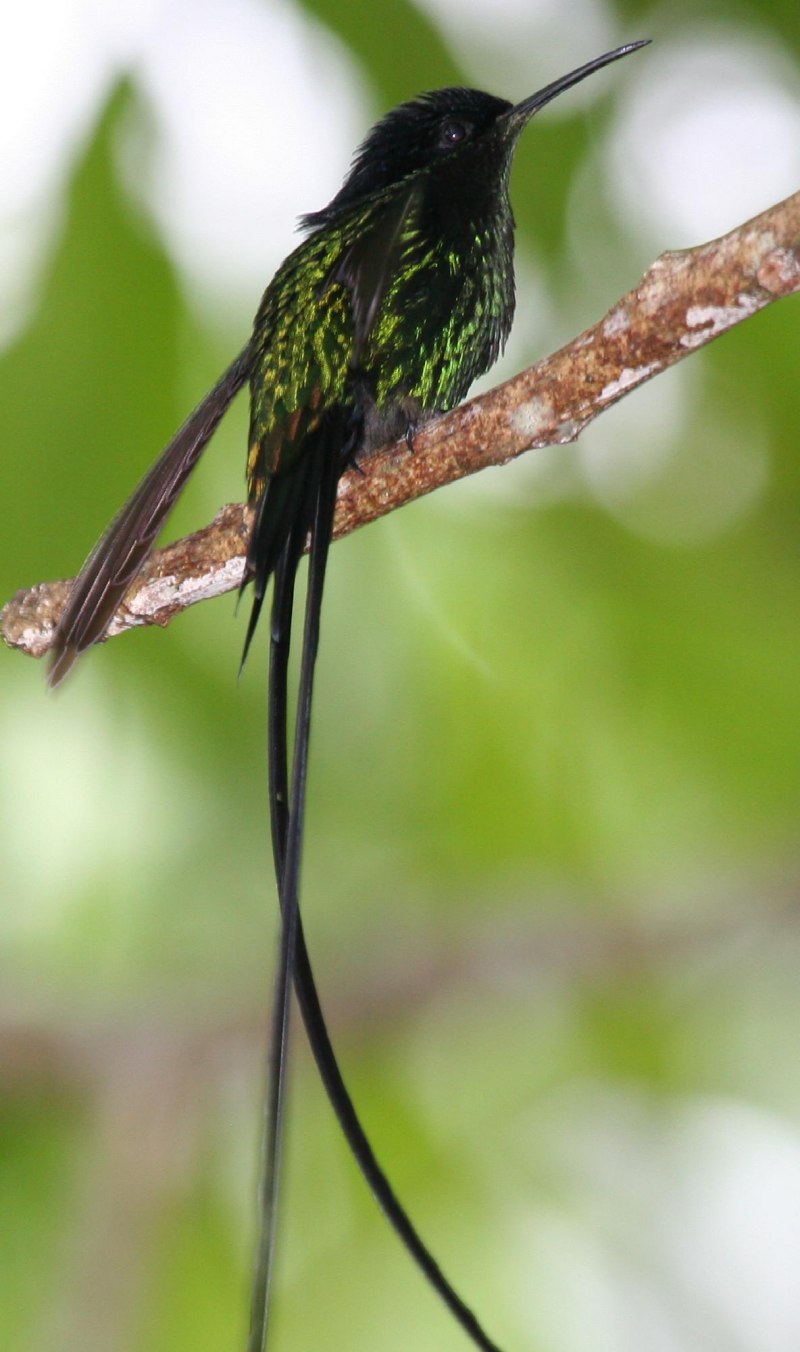 Вымпелохвостый Колибри (trochilus polytmus)