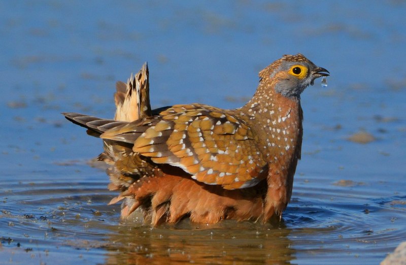 Саджа Syrrhaptes paradoxus
