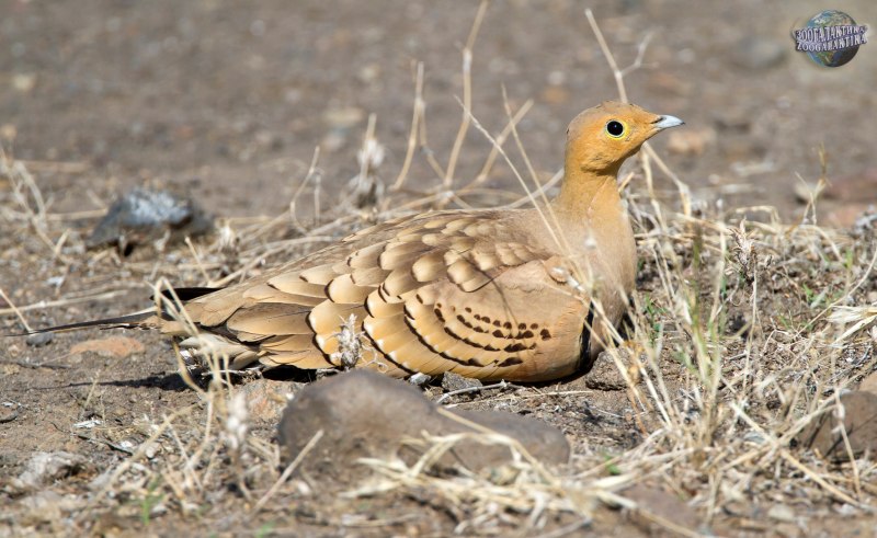 Сенегальский рябок — Pterocles senegallus — קטה סנגלית