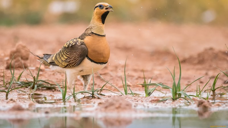 The Black-bellied Sandgrouse (Pterocles orientalis)