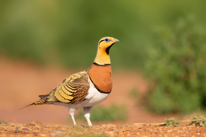 Сенегальский рябок — Pterocles senegallus — קטה סנגלית