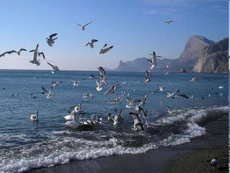 Чайка Крым птица