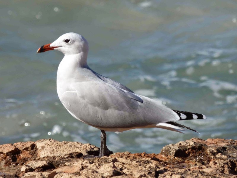 Китайская Чайка Larus saundersi