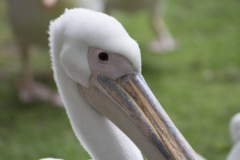 Pelecanus rufescens