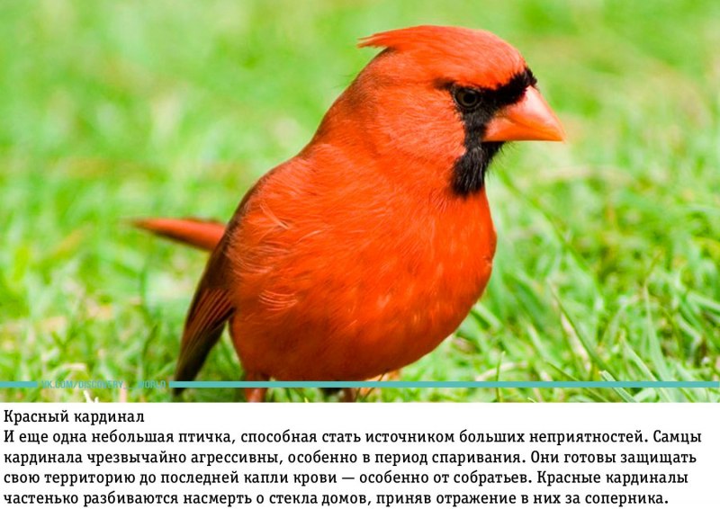 Ядовитые птицы