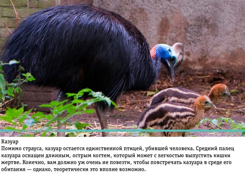 Шлемоносный казуар яйца
