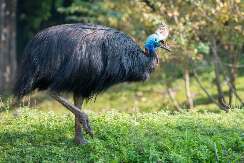 Casuarius casuarius