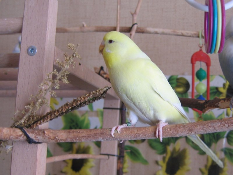 Попугайчик волнистый (Melopsittacus undulatus)