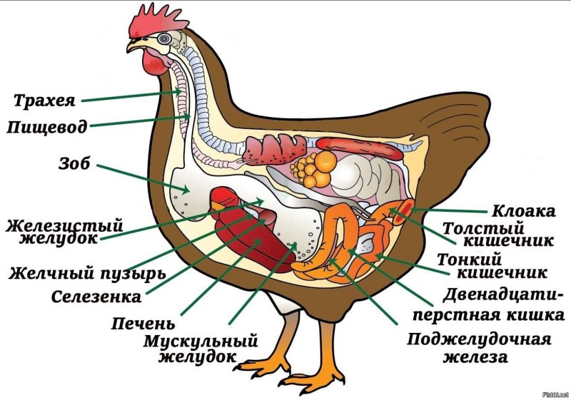 Пищеварительная система курицы анатомия
