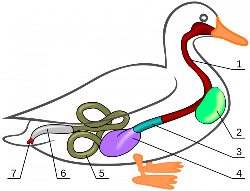 Пищеварительная система птиц схема