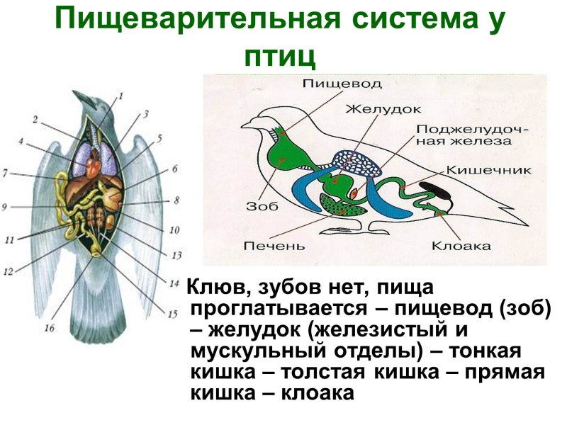 Строение органов пищеварения птицы