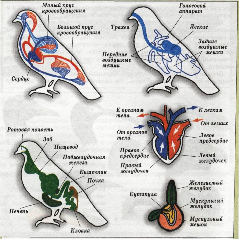 Пищеварительная система лягушки