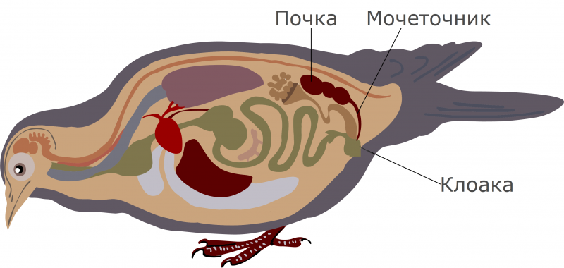 Клоака (биология)