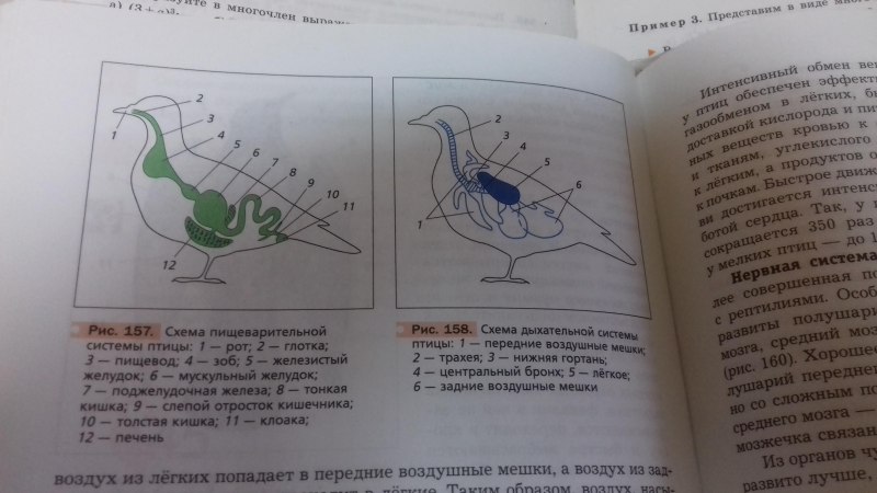 Органы пищеварительной системы животных