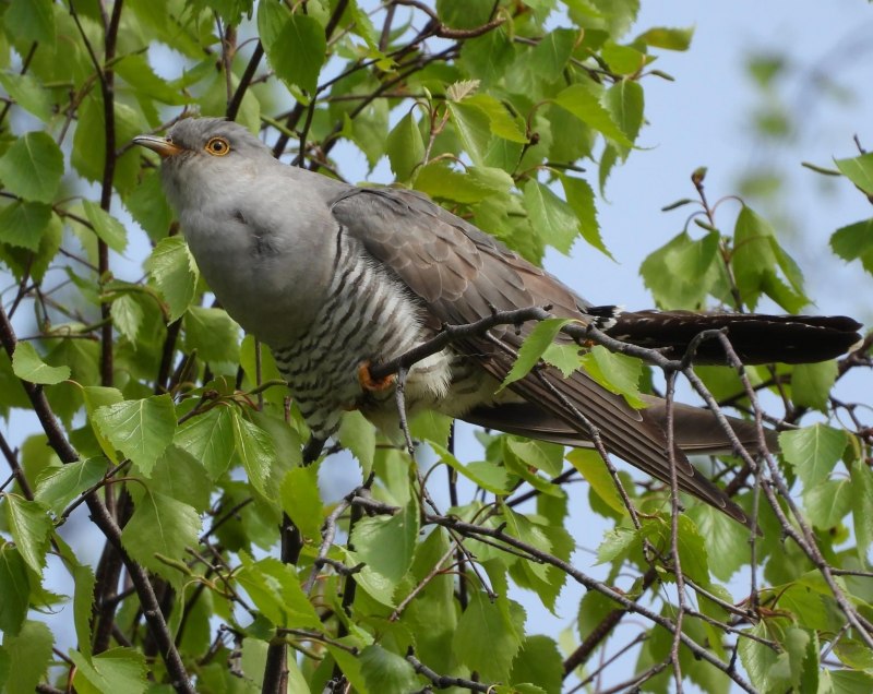 9. Кукушка обыкновенная (Cuculus canorus)
