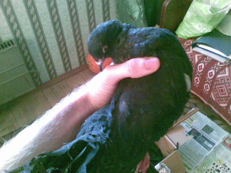 Birds on the Floor