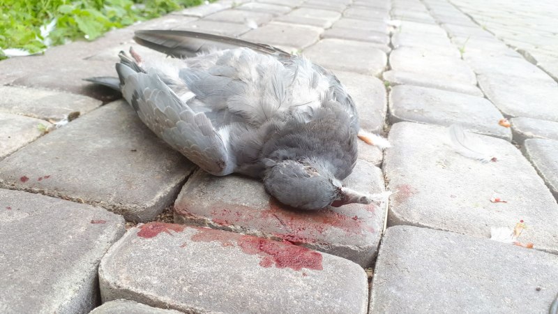 Лечебный голубь