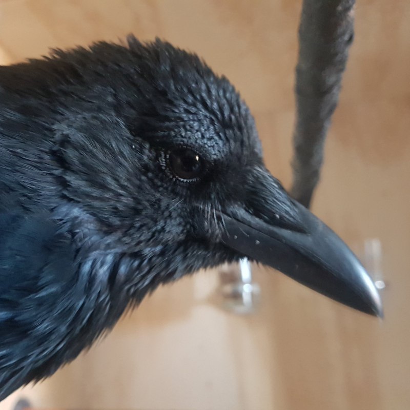 Камчатский ворон