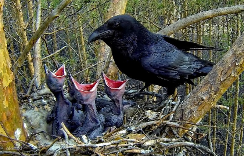 Ворона американская (Corvus brachyrhynchos)