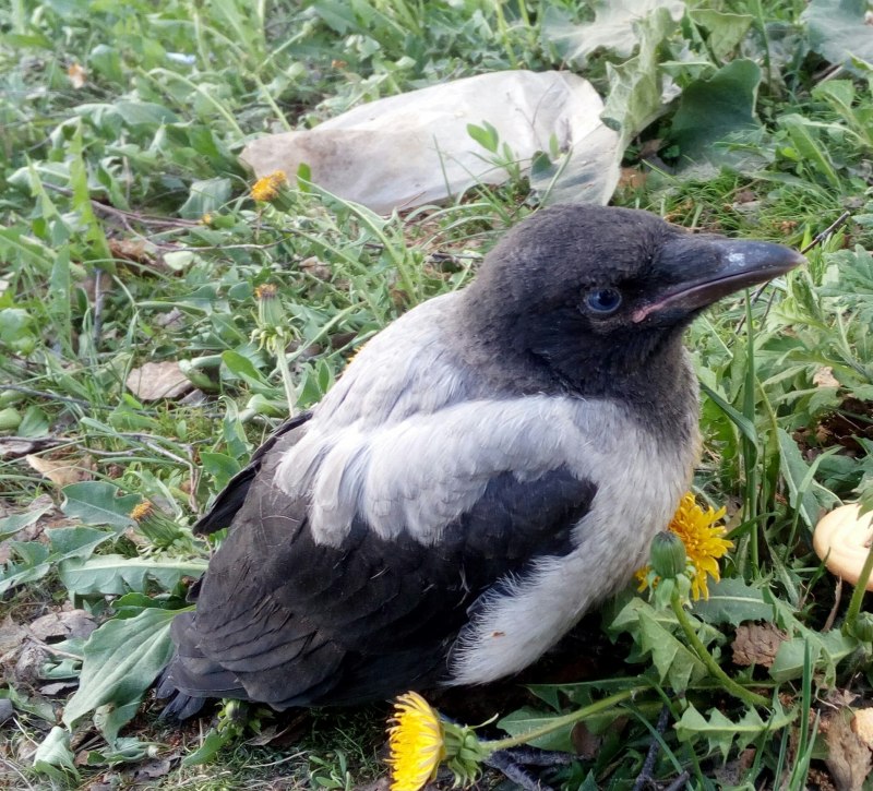 Грязная ворона