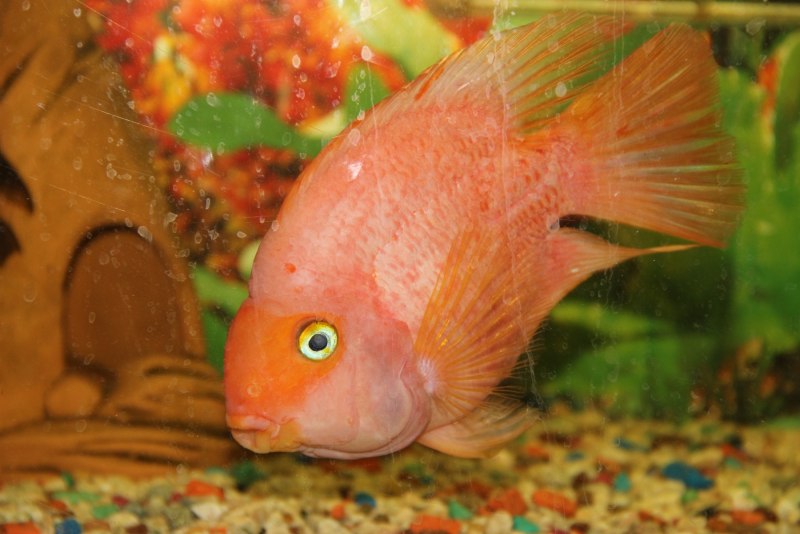 Cichlasoma nigrofasciatum var. Flamingo