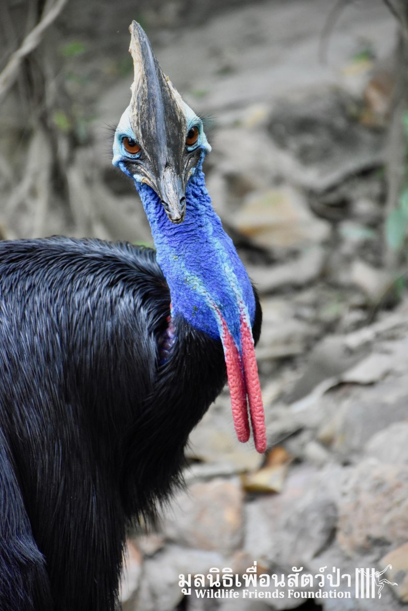 Cassowary Leg