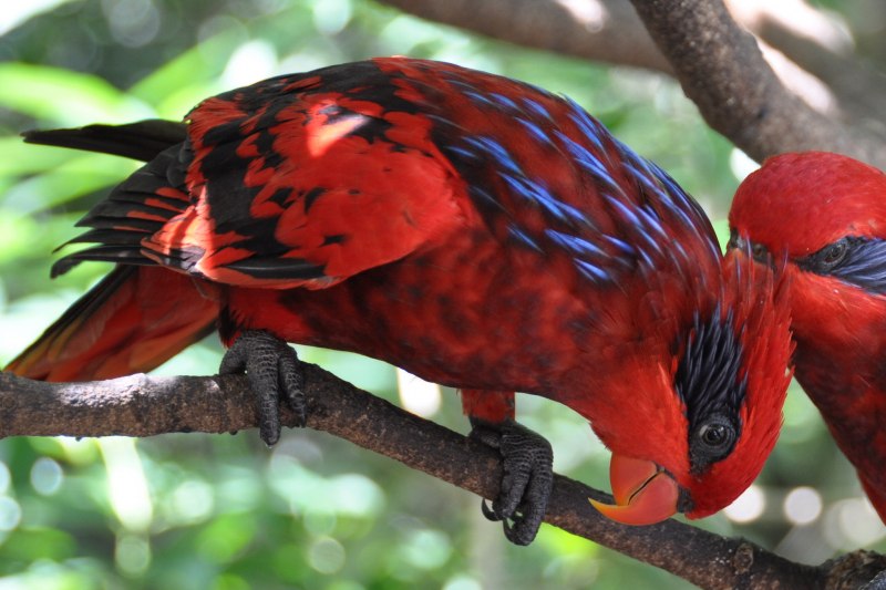 Красный Лори Синеухий EOS reticulata