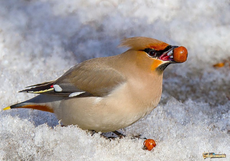 Cedar Waxwing