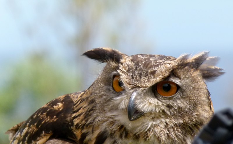 Bubo Bubo Масейкин