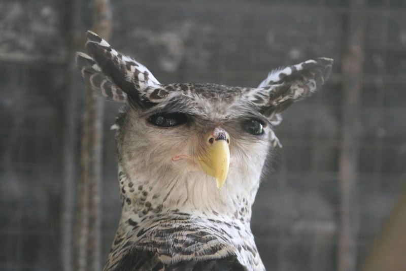 Spot bellied Eagle Owl