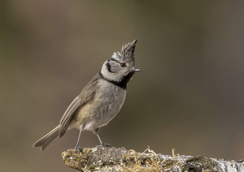 Синица хохлатая (Parus cristatus)