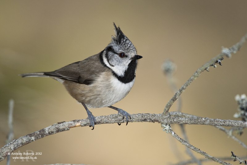 Синица хохлатая гренадёрка Parus cristatus