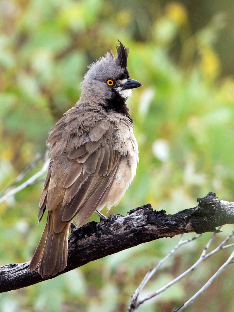 Megaceryle lugubris