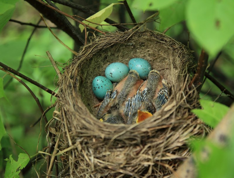 Дрозд-белобровик turdus iliacus