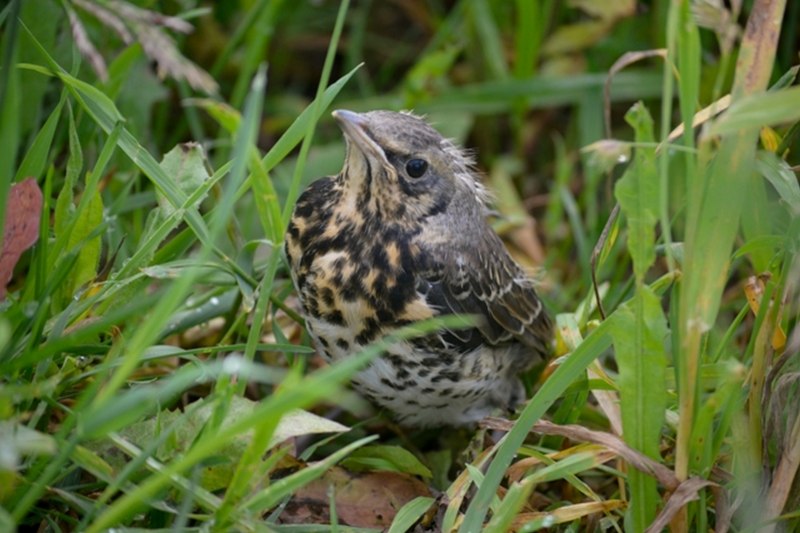 Дрозд-белобровик turdus iliacus