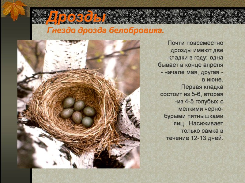 Дрозд белобровик в полете