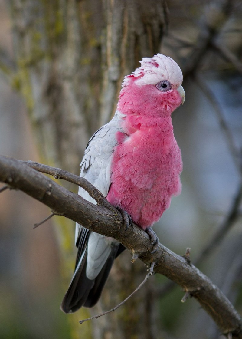 Rose breasted Cockatoo