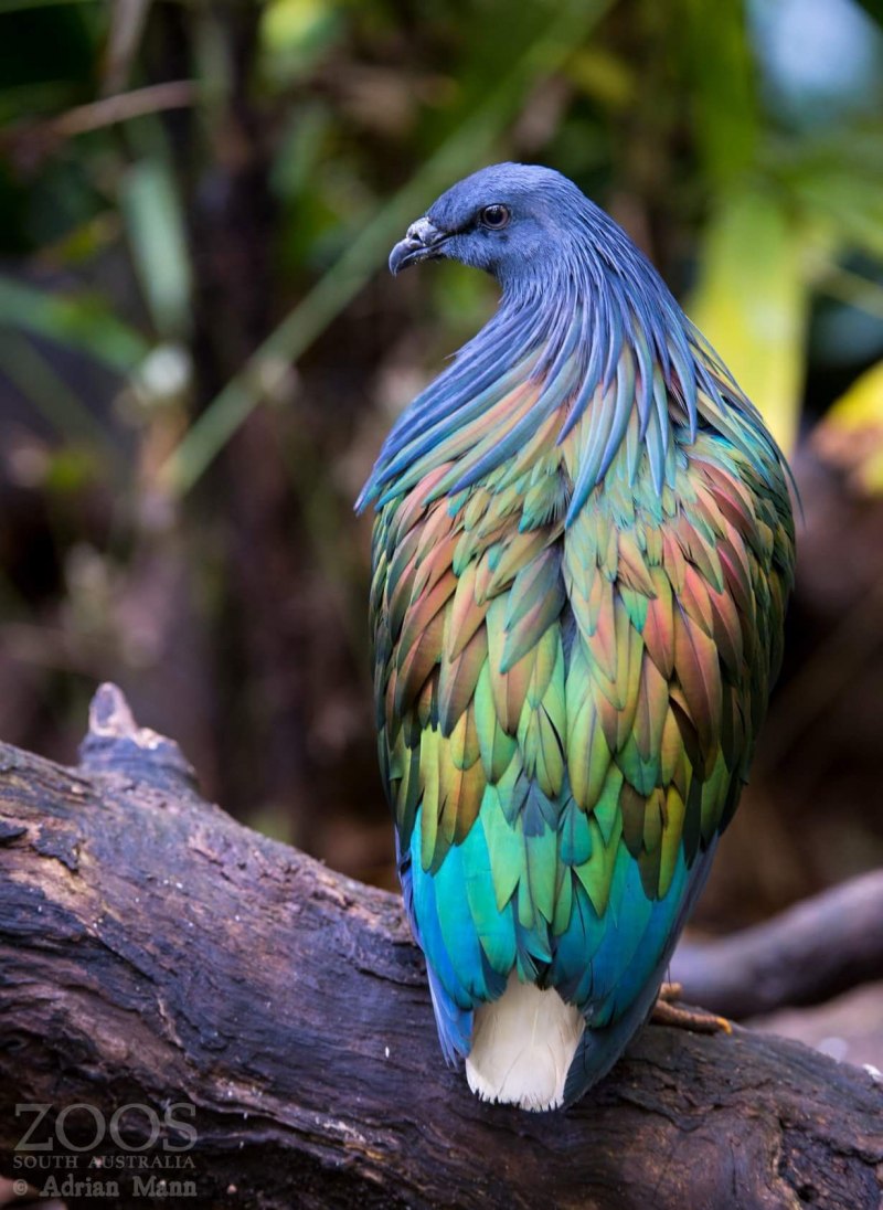 Красный попугай Lorikeet
