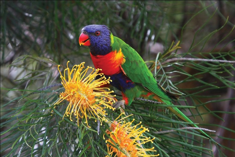 Красный попугай Lorikeet