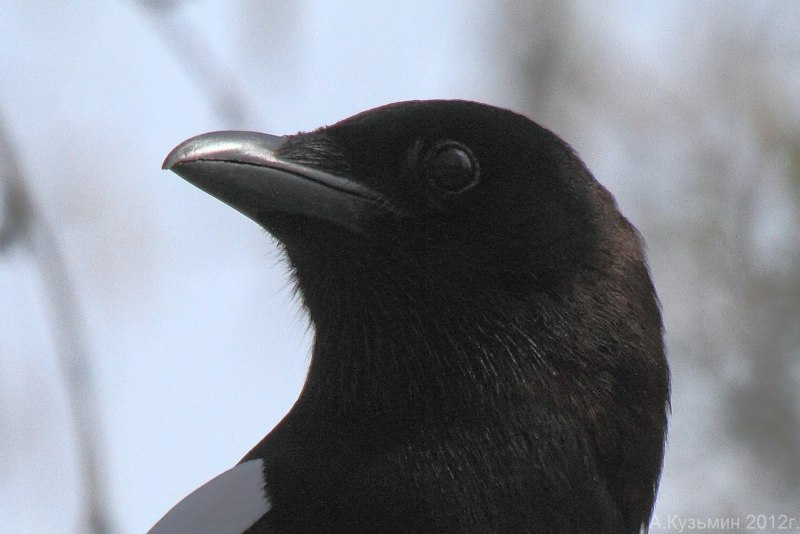 Семейство врановые - Corvidae