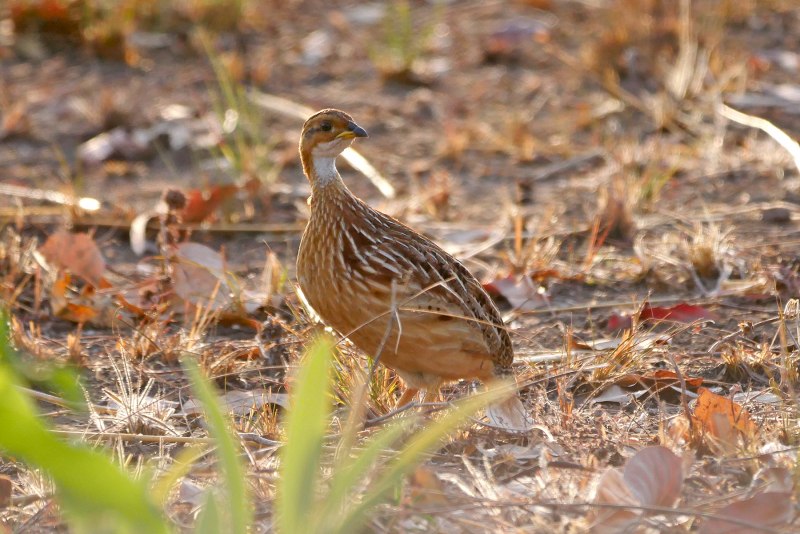 Серобрюхая (Sminthopsis griseoventer)