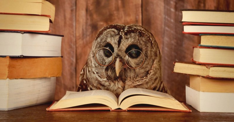 Сова с книгой