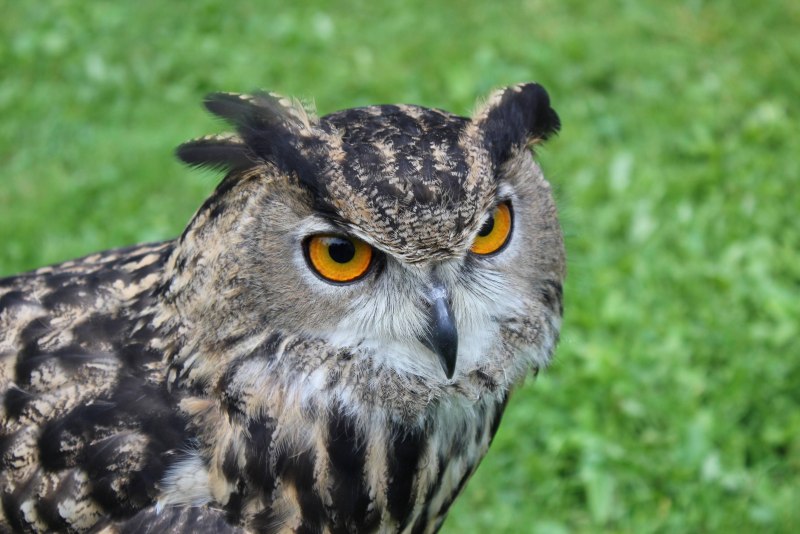 Королевский Филин