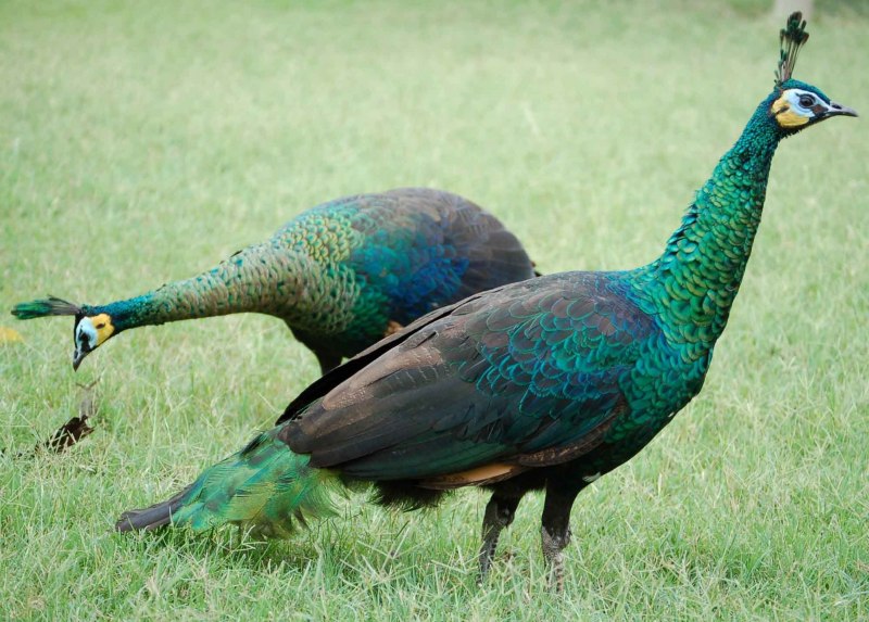 Павлин яванский (зелени) Pavo Linnaeus