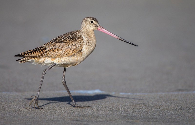 Gallinago stenura