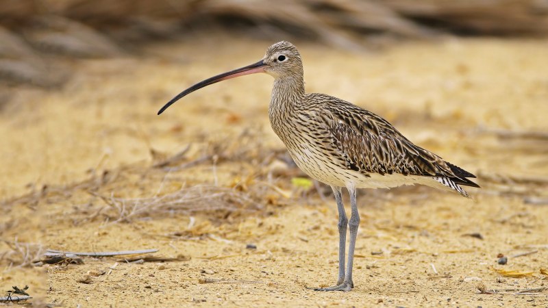 Веретенник большой – Limosa Limosa